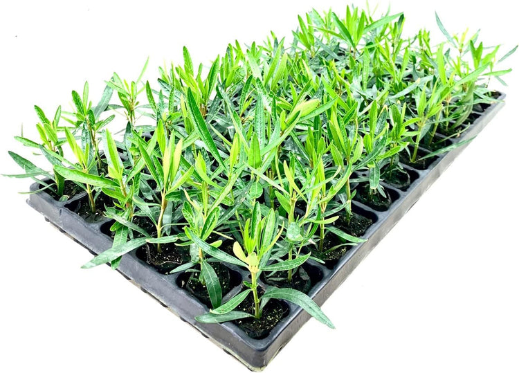 Oleander Petite Pink | Live Plants | Nerium | Compact Dwarf Evergreen Shrub