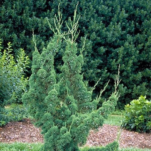 Robusta Green Juniper | Extra Large 3 Gallon Plants | Hardy Evergreen Shrub for Landscapes & Gardens, Ideal for Ground Cover, Topiary, Bonsai, Low Maintenance, Drought Tolerant (2 Plants)