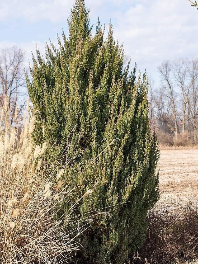 Spiny Greek Juniper | Live 4 Inch Pot | Juniperus Chinensis | Drought Tolerant Cold Hardy Evergreen Screening Plants