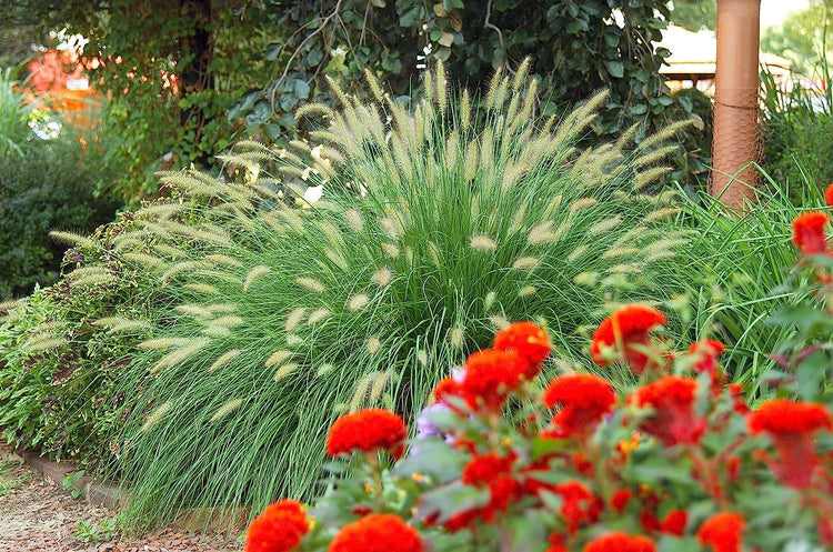 White Fountain Grass | Large Gallon Size Plants | Pennisetum Alopecuroides