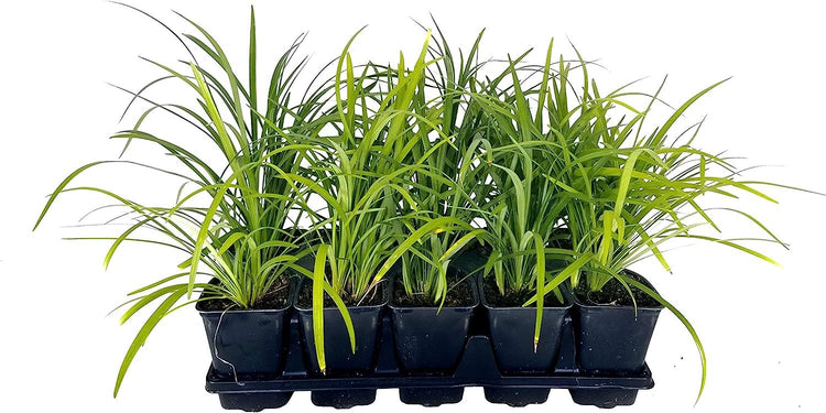 Super Blue Lilyturf - Liriope Muscari - Live 4 Inch Pots - Drought Tolerant Low Maintenance Groundcover Plants