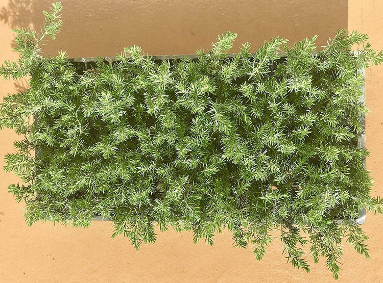 Juniper Blue Pacific | Live Plants | Hardy Drought Tolerant Evergreen Ground Cover