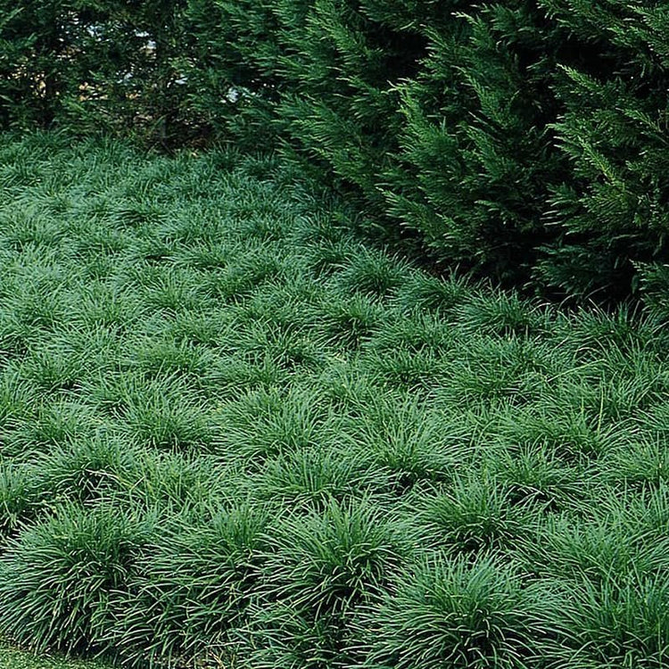 Mondo Grass I Large Gallon Size Plants I Ophiopogon Japonicus I Live Dense, Evergreen Ground Cover Plant, Ideal for Edging, Borders, and Ornamental Landscaping, Easy to Care (1 Plant)