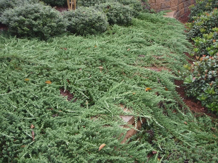 Juniper Bar Harbor - Live Gallon Size Plant - Juniperus Horizontalis - Drought Tolerant Cold Hardy Evergreen Groundcover