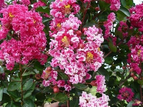 Crape Myrtle Raspberry Sundae | Live Plants | Dual-Color Red & Pink Blooms, Live Plant, Stunning Bicolor Ornamental Shrub for Eye-Catching Garden Displays