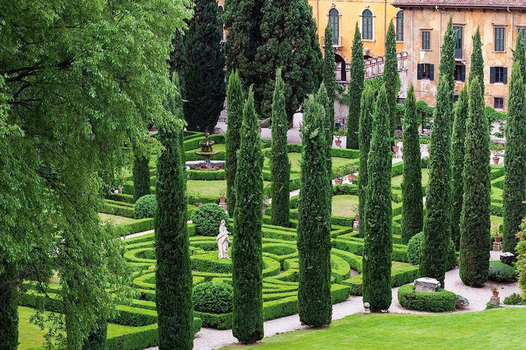 Italian Cypress Tree | Large Gallon Size Trees | Cupressus Sempervirens