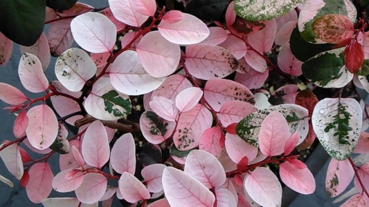 Breynia Disticha Roseopicta Snowbush | Live Plants | Ornamental Shrub, Perfect for Indoor & Outdoor Landscaping | Drought Tolerant, Low-Maintenance, Easy-to-Grow Plant