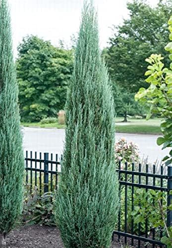 Blue Arrow Juniper - Live Gallon Size Trees - Juniperus Scopulorum - Formal Evergreen Privacy Screening Plants