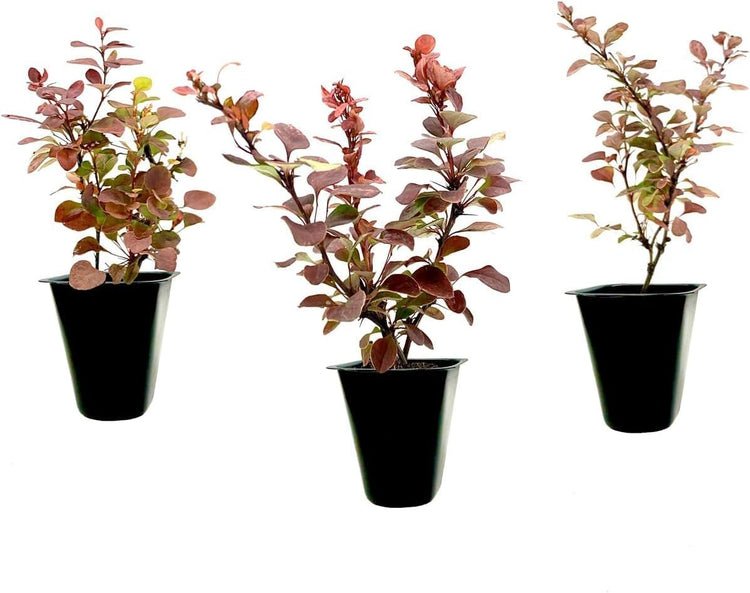 Barberry Rosy Glow | Live Plants | Vibrant Dual-Toned Foliage, Ideal for Landscaping & Hedging, Hardy & Drought-Tolerant, Live Decorative Shrub Plant (10 Plants)