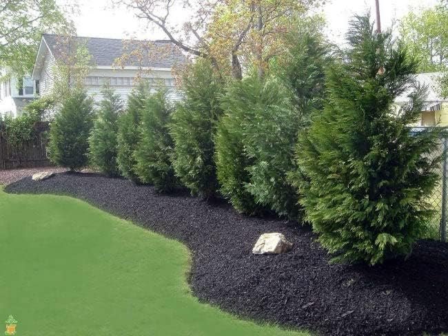 Murray Cypress Tree | Large Quart Size Containers | Cupressus x Leylandii | Live Upright Screening Evergreen Hedge Plant