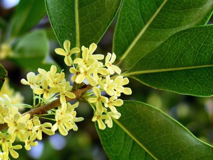 Fragrant Tea Olive Shrub - Live Plants - Osmanthus Fragrans