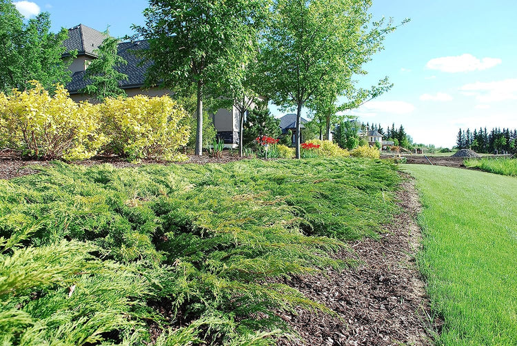 Juniper Calgary Carpet | Live 4 Inch Pots | Juniperus Sabina Monna | Drought Tolerant Cold Hardy Evergreen Groundcover Plants