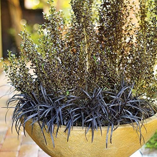 Black Mondo Grass Plugs - Ophiopogon Japonicus Nigrescens - Live Plants - Excellent Shade Loving Ground Cover