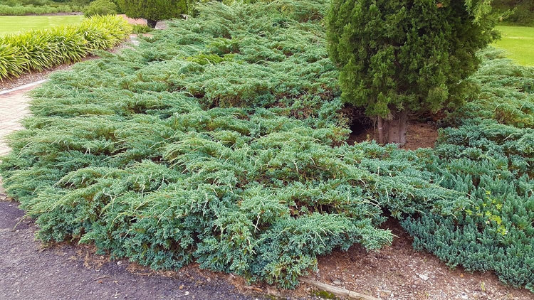 Blue Rug Juniper | Extra Large 3 Gallon Plant | Live Ground Cover Evergreen Shrubs for Landscaping, Garden, Slope Control - Drought Tolerant, Low Maintenance