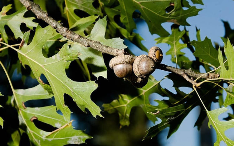 Shumard Red Oak | Live Trees | Quercus Shumardii | Drought Tolerant Weather Resistant Shade Planting