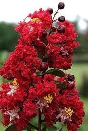 Crape Myrtle Dynamite Red | Extra Large 3 Gallon Plant | Vivid Red Blooms & Hardy Growth, Live Plant, Ornamental Shrub for Striking Garden Display