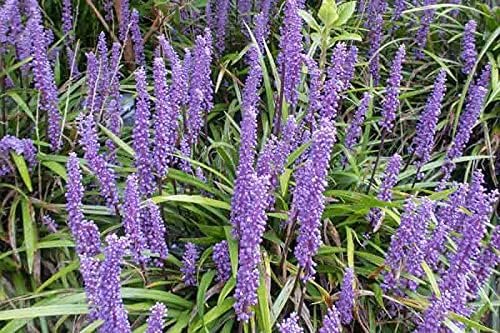 Big Blue Liriope Muscari - Live 4 Inch Pots - Drought Tolerant Low Maintenance Evergreen Plants Grass Lilyturf