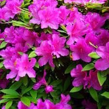 Azalea Purple Formosa | Extra Large 3 Gallon Plant | Vibrant & Lush, Large Purple Blooms, Hardy & Adaptable Shrub for Landscapes, Gardens, or Containers, Low-Maintenance