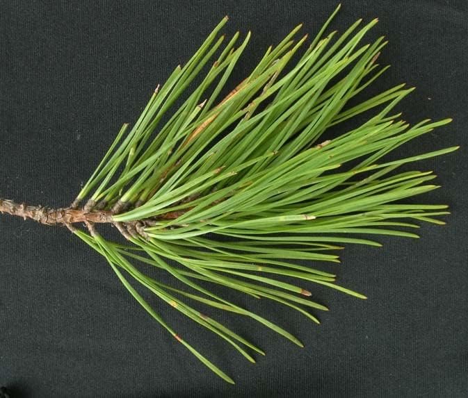 Virginia Pine | Live Trees | Scrub Spruce Pine | Pinus Virginiana