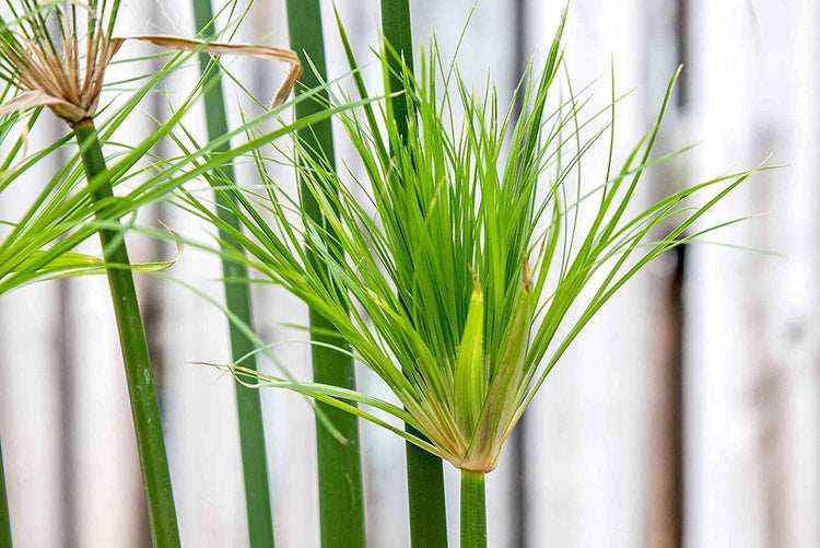 Dwarf Papyrus Plant | Live Plants | Cyperus Shade & Wet Tolerant Aquatic