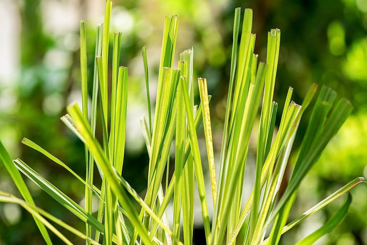 Lemongrass Plant | Live Plants | Cymbopogon Citratus | Low Maintenance