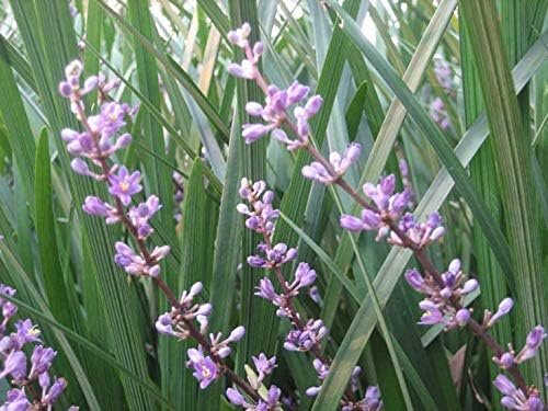 Evergreen Giant Liriope Muscari - Live Plants - Drought Tolerant Low Maintenance Evergreen Groundcover Grass