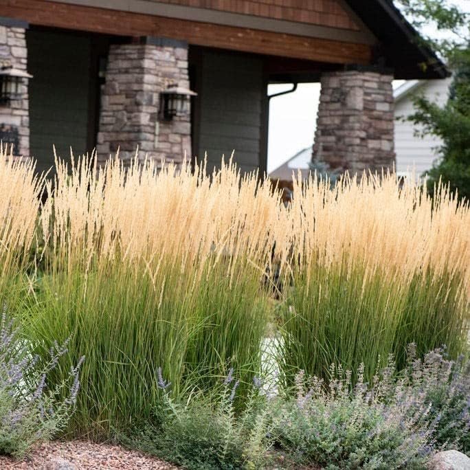 Feather Reed Grass Karl Foerster | Live Plants | Calamagrostis