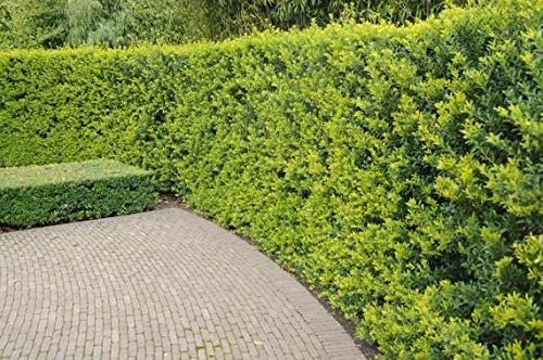 Needlepoint Chinese Holly - Ilex Cornuta - Live Quart Size Plants - Low Maintenance Screening Evergreen Hedge