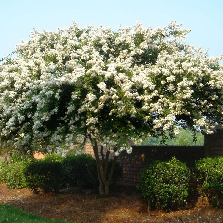 Crape Myrtle Natchez | Live Plants | Lagerstroemia Indica