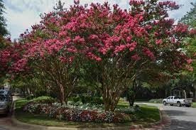 Crape Myrtle Arapaho I Extra Large 3 Gallon Plants | Light Pink Flowering Vibrant Red Summer Blooms, Drought-Tolerant Live Plant, Ornamental Tree for Gardens & Landscapes (3 Plants)