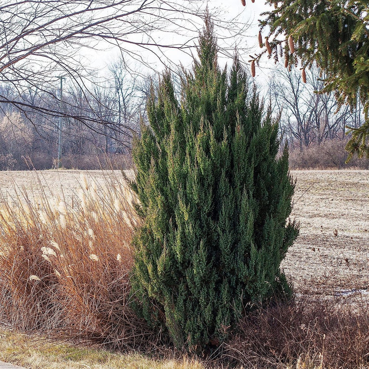 Spiny Greek Juniper | Live Gallon Size Tree | Juniperus Chinensis | Drought Tolerant Cold Hardy Evergreen Screening Plant