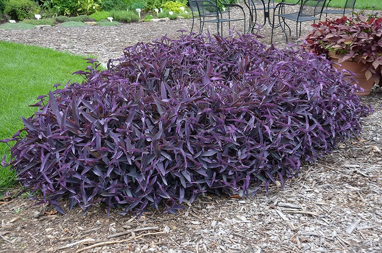 Purple Heart | Live Plants | Setcreasea Pallida Tradescantia | Blooming Wandering Vine Drought Tolerant Perennial Groundcover