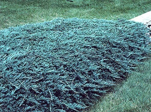 Blue Rug Juniper Wiltonii - 30 Live Plants - Drought Tolerant Cold Hardy Evergreen Ground Cover