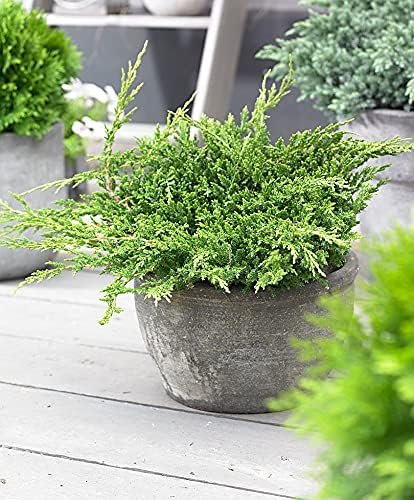 Juniper Prince of Wales | Live Gallon Size Plant | Hardy Evergreen