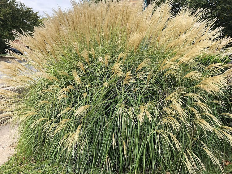 Adagio Maiden Grass | Live Plants | Micanthus Sinensis | Hardy Ornamental Grass Perfect for Landscaping and Gardening