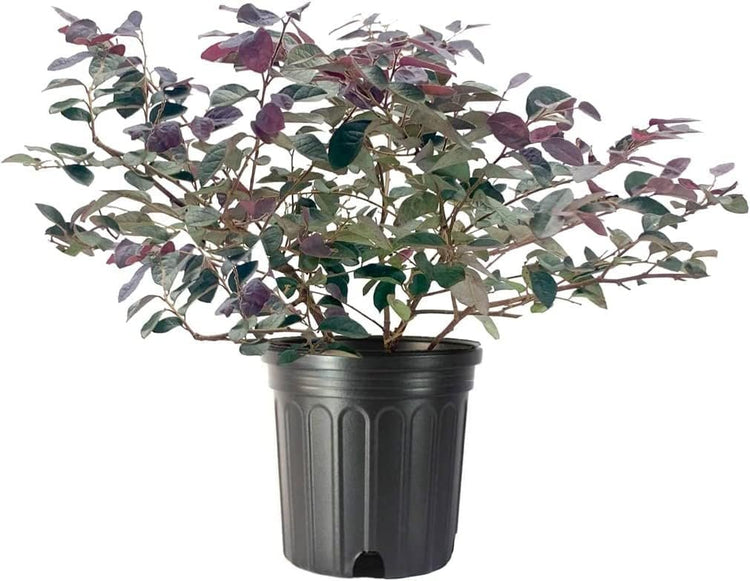 Loropetalum Plum Delight | Large Gallon Size Plants | Chinese Fringe Flower | Evergreen Flowering Shrub