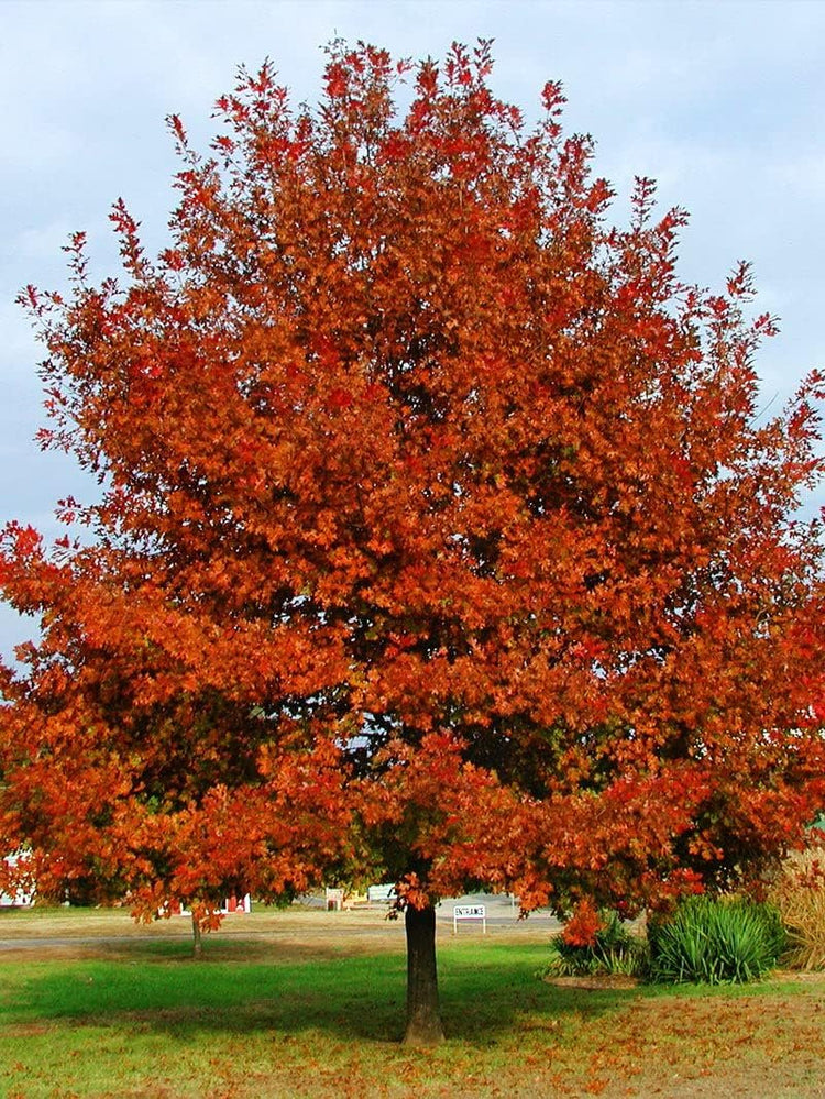 Shumard Red Oak | Live Trees | Quercus Shumardii | Drought Tolerant Weather Resistant Shade Planting