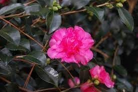 Camellia Sasanqua Sparkling Burgundy I Extra Large 3 Gallon Plants I Pink Flowering Radiant Deep Red Blooms, Live Plant for Gardens & Patios, Elegant Ornamental Shrub (1 Plant)