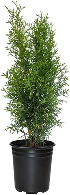 Arborvitae Emerald Green | Live 4 Inch Pots | Thuja Occidentalis Smaragd Tree | Evergreen Privacy Screening Hedge Plants