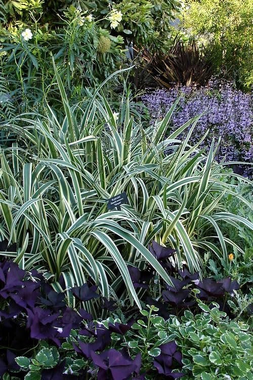 Variegated Flax Lily I Large Gallon Size Plants I Dianella Tasmanica I Live Striking Green and White Foliage, Drought-Resistant, Evergreen Perennial