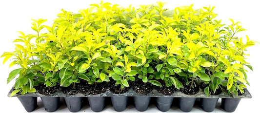 Gold Mound Duranta I Live Plants I Duranta Erecta Repens I Vibrant Yellow-Green Foliage for Stunning Landscape Contrast, Perfect for Borders, Accents, & Container Gardening