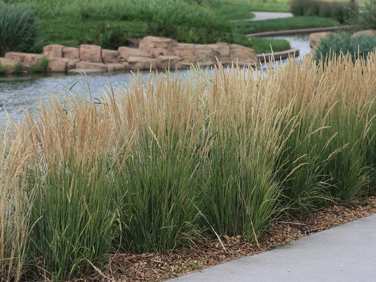 Feather Reed Grass Karl Foerster | Live Plants | Calamagrostis