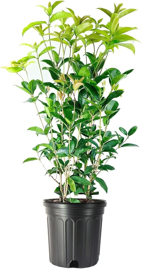 Fragrant Tea Olive Shrub | Extra Large 3 Gallon Plants | Osmanthus Fragrans