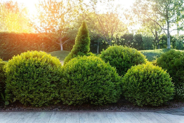 Sunbright Boxwood | Live 2 Inch Plants | Luminous Golden-Yellow Foliage, Perfect for Borders & Landscaping, Year-Round Color & Drought Tolerant, Live Shrub Plant