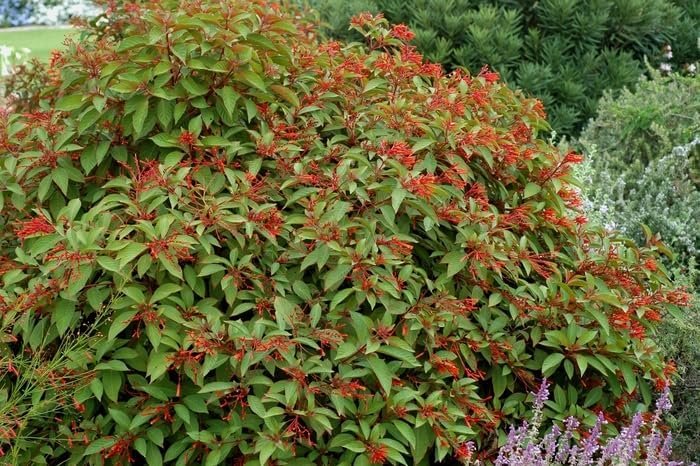 Firebush Firefly I Live Plants I Dwarf Hamelia Patens I Brilliant Red Blooms, Compact Size, Heat and Drought-Resistant, Ideal for Patios and Small Gardens (10 Plants)