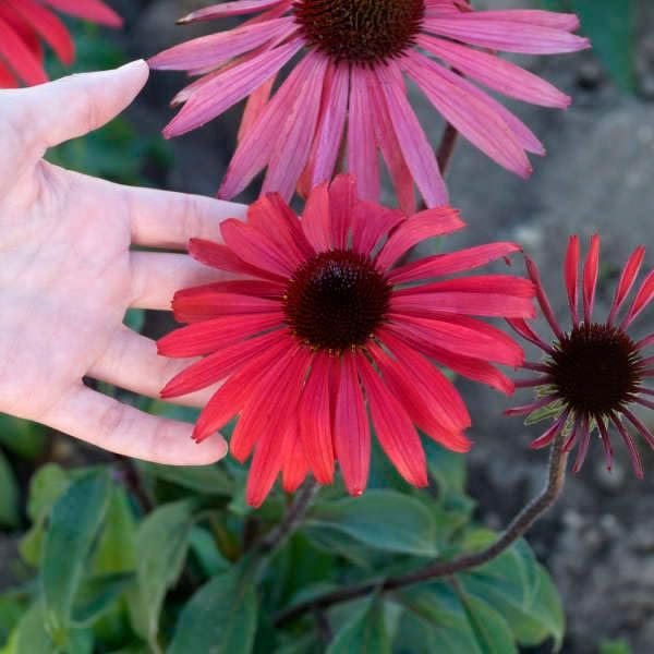 Echinacea 'Solar Flare' | Live Plants I Coneflower Striking Orange Bloom Perennial I Low-Maintenance I Ideal for Sunset Gardens (20 Plants)