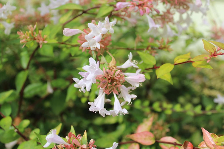 Abelia Francis Mason | Extra Large 3 Gallon Plants | Vibrant & Variegated Foliage, Drought-Tolerant, Low-Maintenance Shrub, Perfect for Landscaping, Borders & Ornamental Gardens (2 Plants)