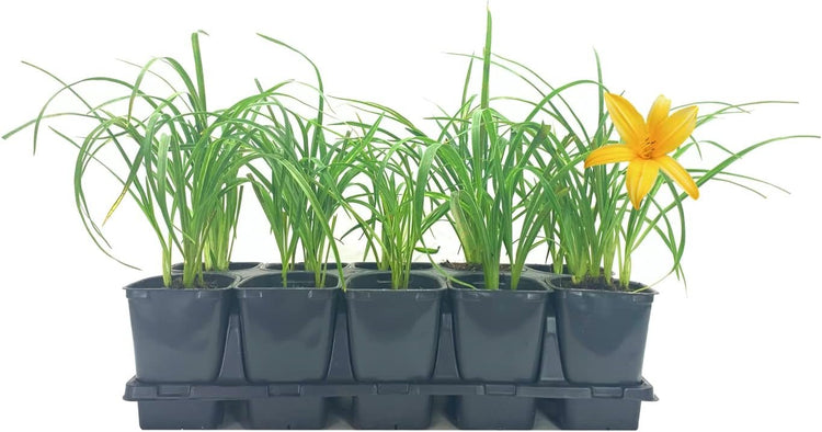 Daylily Aztec Gold | Live 4 Inch Pots | Hemerocallis Plants | Beautiful Low Maintenance Blooming Groundcover