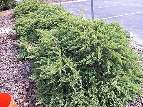 Juniper Nicks Compacta - Live Gallon Size Plant - Juniperus Chinensis - Drought Tolerant Cold Hardy Evergreen Groundcover