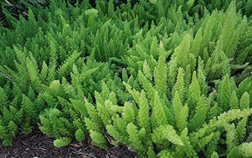 Foxtail Fern Myers | Large Gallon Size Plants | Live Asparagus Densiflorus Myersii | Unique Tropical Landscape Groundcover